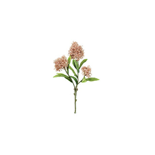 Skimmia Rosa Claro, 58 cm