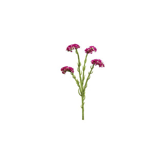 Statice Burdeos, 64 cm