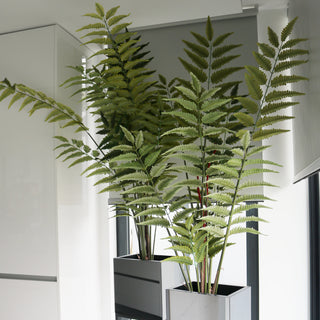 Planta Fern Verde