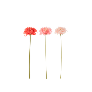 Crisântemo Mix rosa