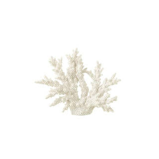 Coral Branco Extra G