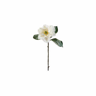 Magnólia Creme, 85 cm