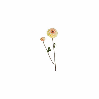 Zinnia, 63 cm