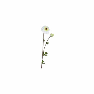 Zinnia, 63 cm