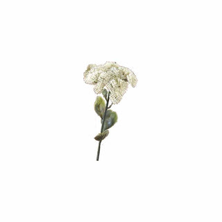 Sedum Creme, 46 cm