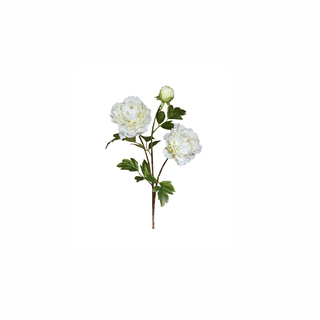 Rama de Peónia Creme, 70cm