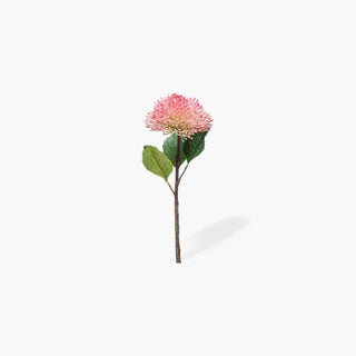Flor sedum rosa, cvista frontal