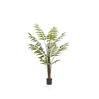 Planta Fern Verde