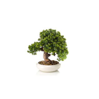 Cryptomeria Japonica Branco, 37 cm
