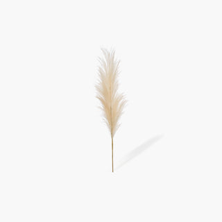 Pampas Creme (115cm)